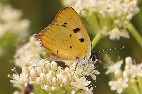 lycaena hermes|hermes copper lycaena bird.